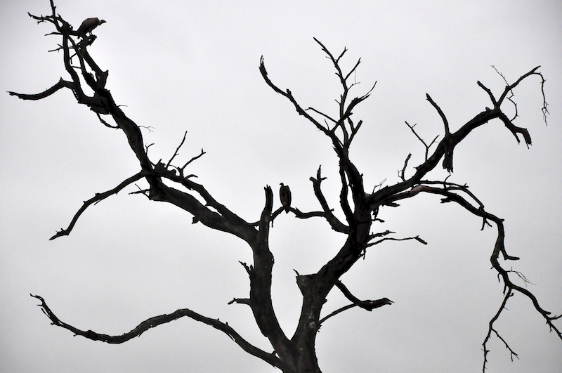 Melanie Heinrich - travel images - Lion Sands Private Game Reserve